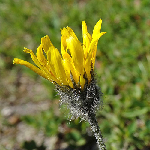 Alpen-Habichtskraut / Hieracium alpinum