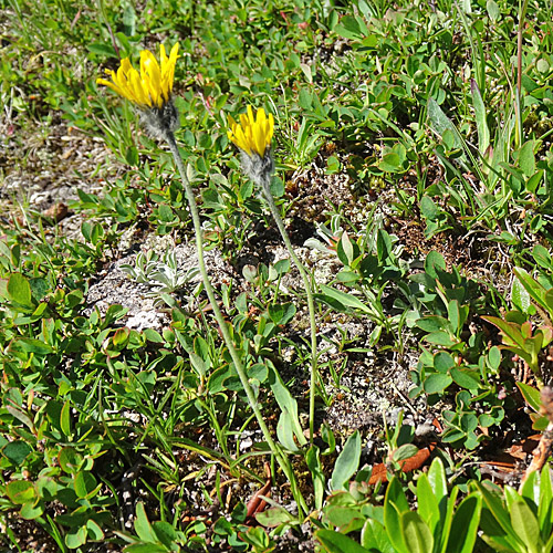 Alpen-Habichtskraut / Hieracium alpinum