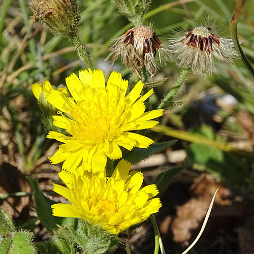 Stängelumfassendes Habichtskraut / Hieracium amplexicaule