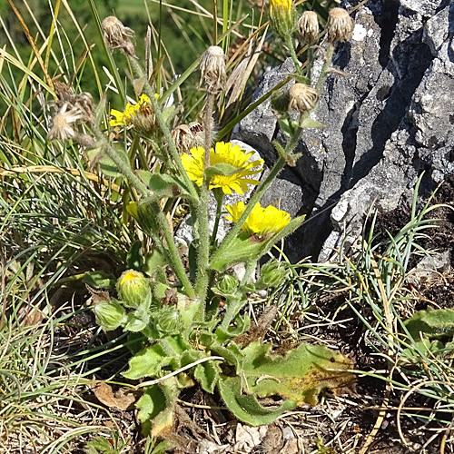 Stängelumfassendes Habichtskraut / Hieracium amplexicaule