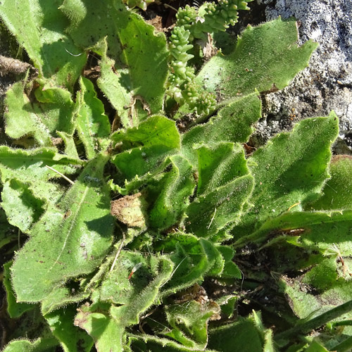 Stängelumfassendes Habichtskraut / Hieracium amplexicaule