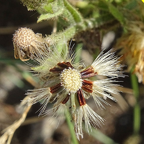 Stängelumfassendes Habichtskraut / Hieracium amplexicaule