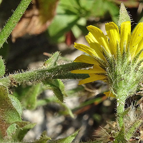 Stängelumfassendes Habichtskraut / Hieracium amplexicaule