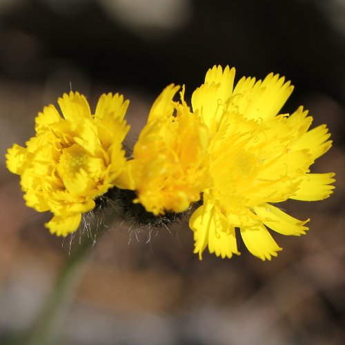 Gletscher-Habichtskraut / Hieracium angustifolium