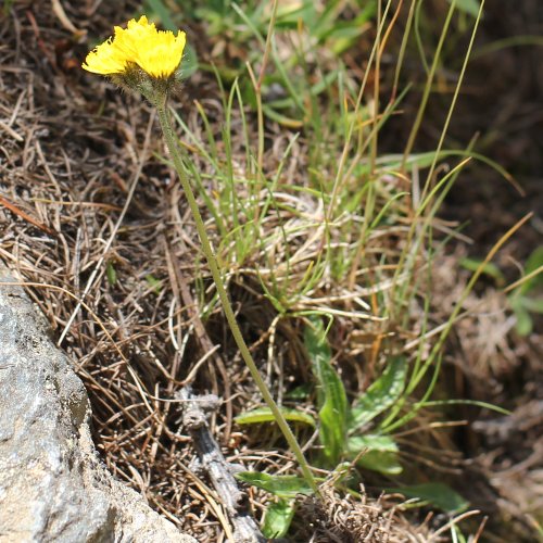 Gletscher-Habichtskraut / Hieracium angustifolium