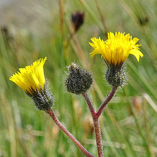 Gletscher-Habichtskraut / Hieracium angustifolium