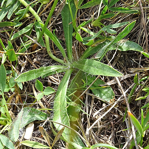 Gletscher-Habichtskraut / Hieracium angustifolium