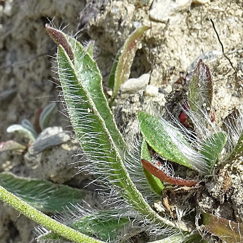 Gletscher-Habichtskraut / Hieracium angustifolium