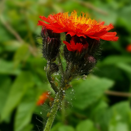 Orangerotes Habichtskraut / Hieracium aurantiacum