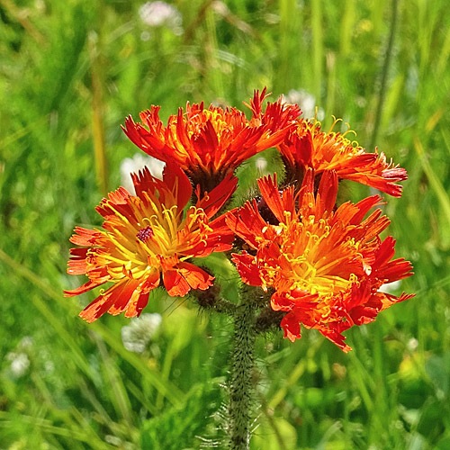 Orangerotes Habichtskraut / Hieracium aurantiacum