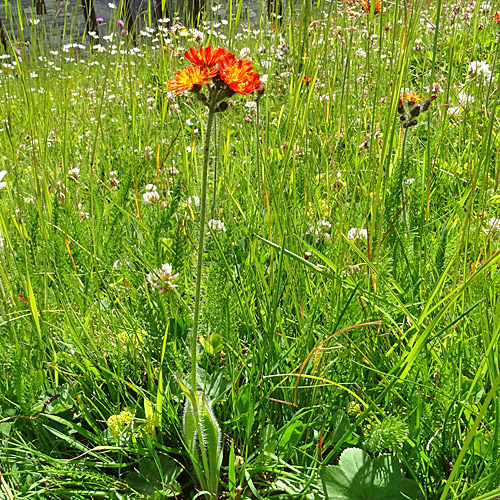 Orangerotes Habichtskraut / Hieracium aurantiacum