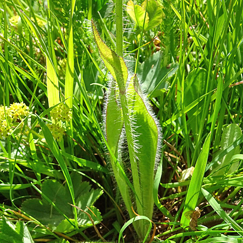 Orangerotes Habichtskraut / Hieracium aurantiacum