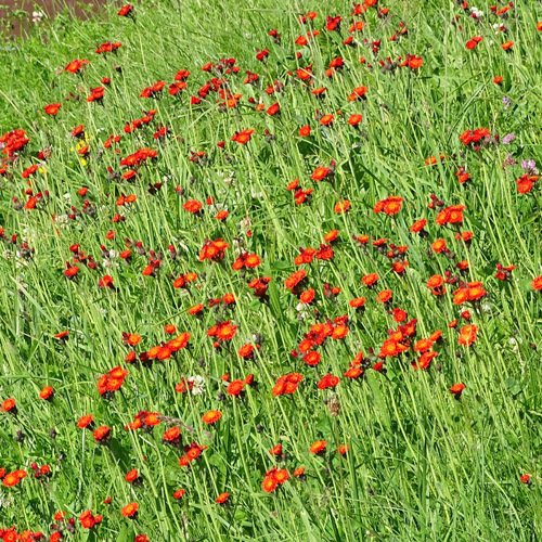 Orangerotes Habichtskraut / Hieracium aurantiacum