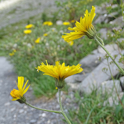 Gabeliges Habichtskraut / Hieracium bifidum