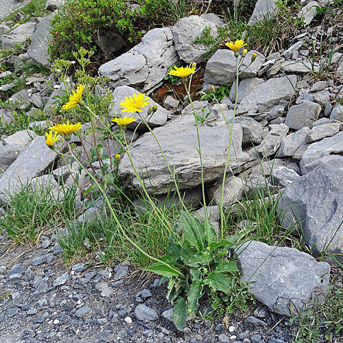 Gabeliges Habichtskraut / Hieracium bifidum