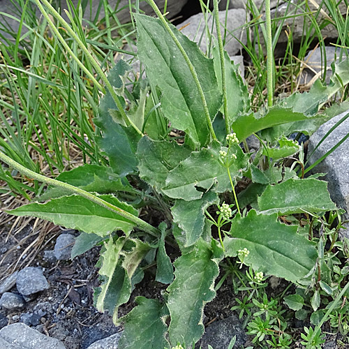 Gabeliges Habichtskraut / Hieracium bifidum