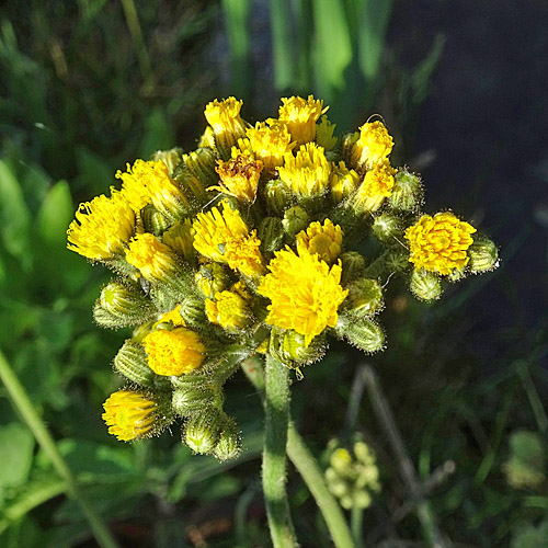 Rasiges Habichtskraut / Hieracium caespitosum