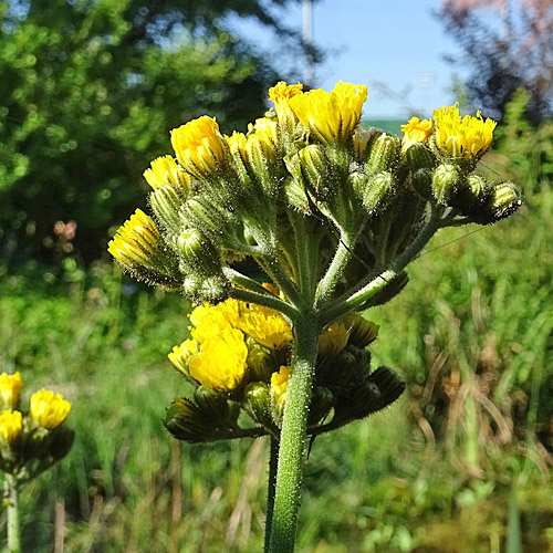 Rasiges Habichtskraut / Hieracium caespitosum