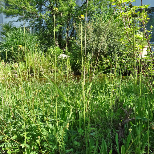 Rasiges Habichtskraut / Hieracium caespitosum