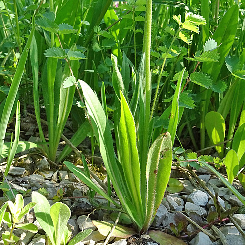 Rasiges Habichtskraut / Hieracium caespitosum