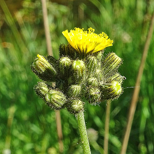 Rasiges Habichtskraut / Hieracium caespitosum