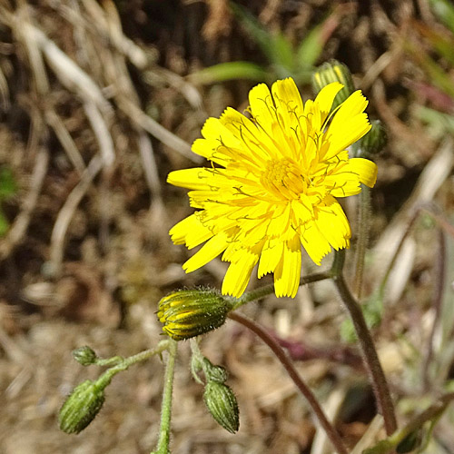 Frühblühendes Habichtskraut / Hieracium glaucinum