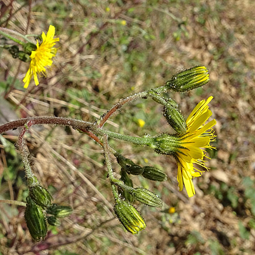 Frühblühendes Habichtskraut / Hieracium glaucinum