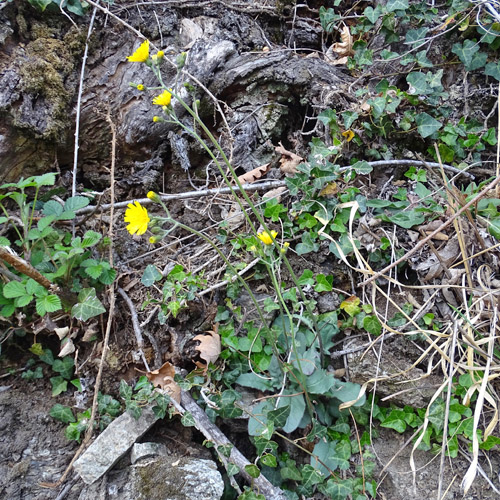 Frühblühendes Habichtskraut / Hieracium glaucinum