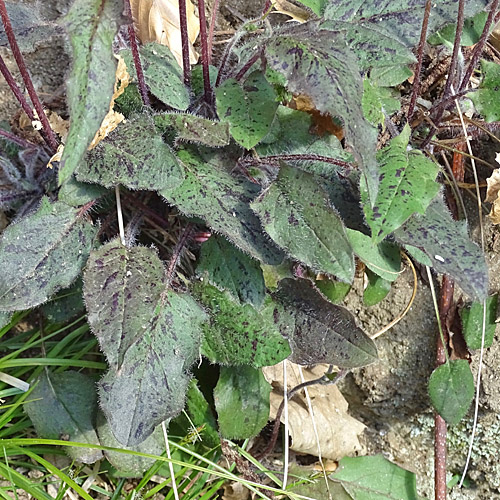 Frühblühendes Habichtskraut / Hieracium glaucinum