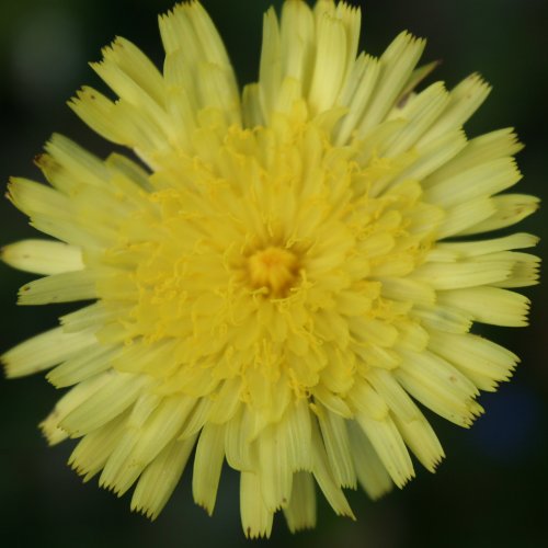 Hoppes Habichtskraut / Hieracium hoppeanum