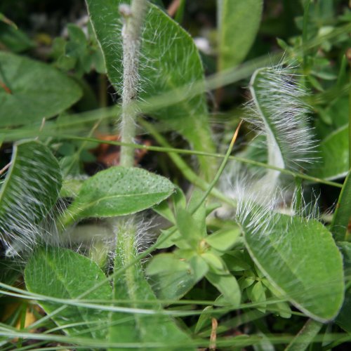 Hoppes Habichtskraut / Hieracium hoppeanum