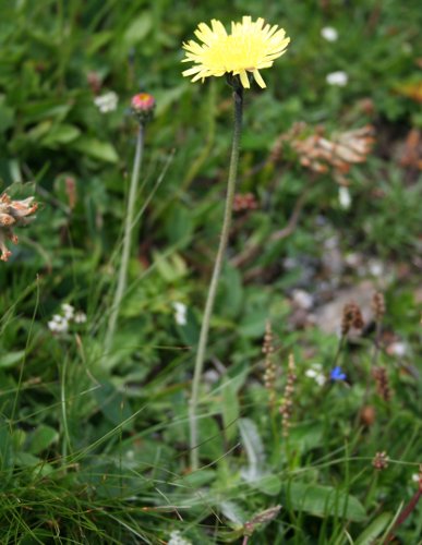 Hoppes Habichtskraut / Hieracium hoppeanum