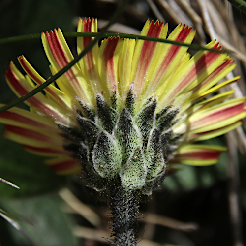 Hoppes Habichtskraut / Hieracium hoppeanum