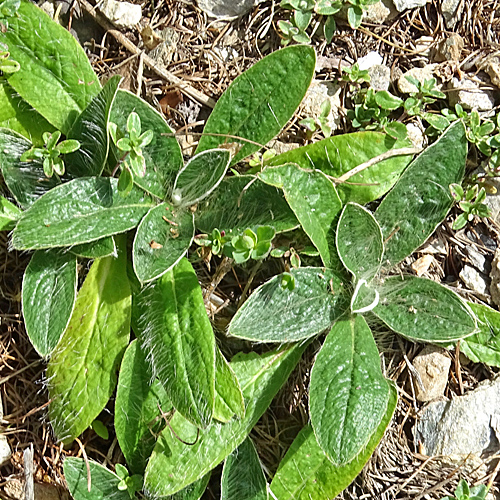 Hoppes Habichtskraut / Hieracium hoppeanum