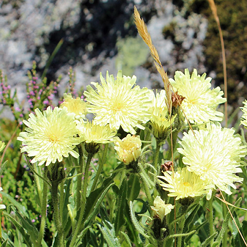 Weissliches Habichtskraut / Hieracium intybaceum