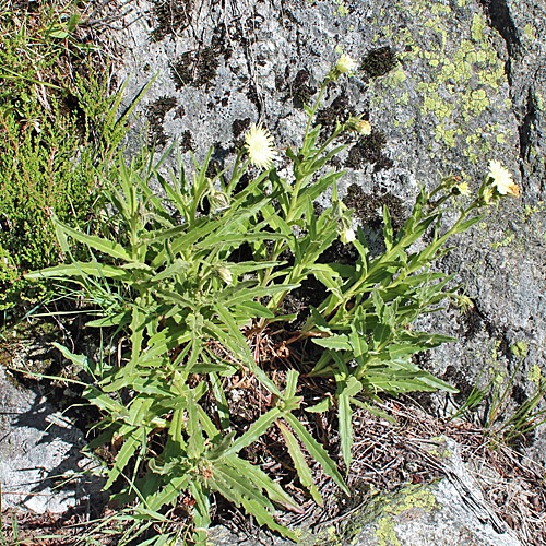 Weissliches Habichtskraut / Hieracium intybaceum