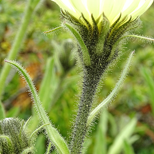 Weissliches Habichtskraut / Hieracium intybaceum