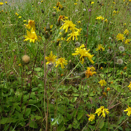 Gemeines Habichtskraut / Hieracium lachenalii