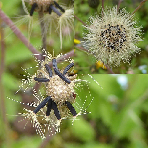 Gemeines Habichtskraut / Hieracium lachenalii