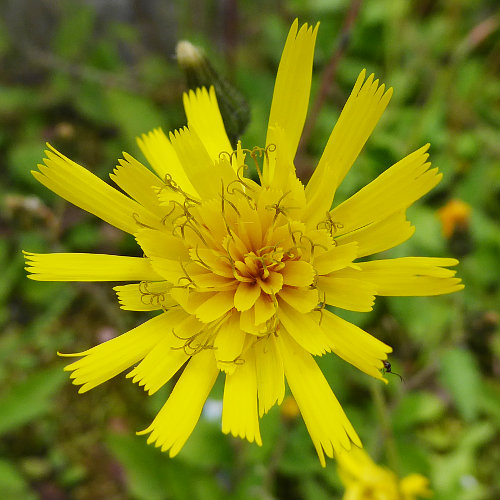 Gemeines Habichtskraut / Hieracium lachenalii