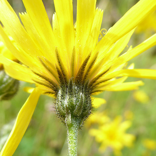 Gemeines Habichtskraut / Hieracium lachenalii