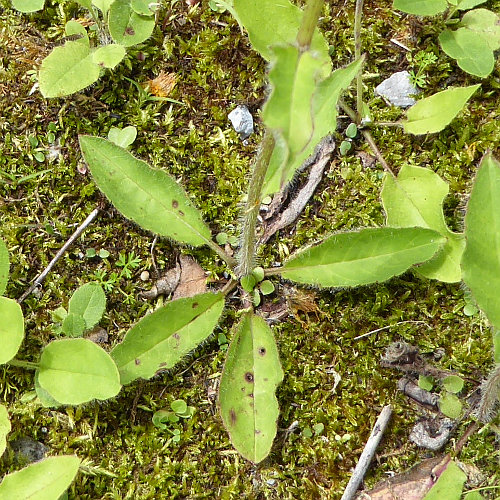 Gemeines Habichtskraut / Hieracium lachenalii