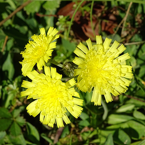 Öhrchen-Habichtskraut / Hieracium lactucella