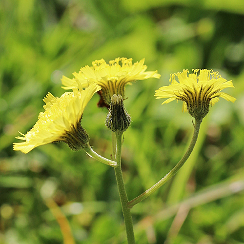 Öhrchen-Habichtskraut / Hieracium lactucella