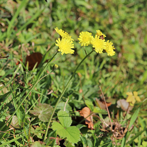 Öhrchen-Habichtskraut / Hieracium lactucella