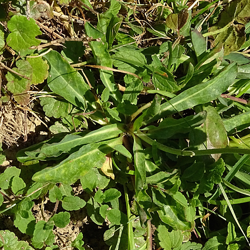 Öhrchen-Habichtskraut / Hieracium lactucella