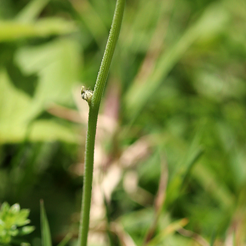 Öhrchen-Habichtskraut / Hieracium lactucella