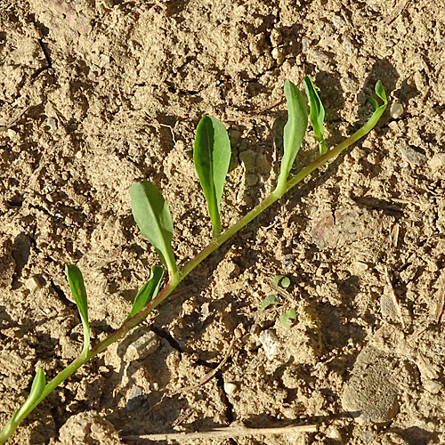 Öhrchen-Habichtskraut / Hieracium lactucella