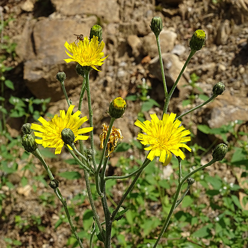 Glattes Habichtskraut / Hieracium laevigatum