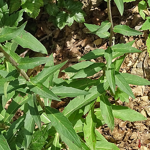 Glattes Habichtskraut / Hieracium laevigatum